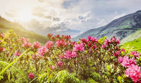 Wenn die Alpenrosen blühen in Südtirol